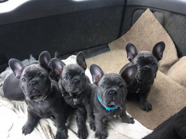 Solid Blue French bulldog Puppies Ready Now