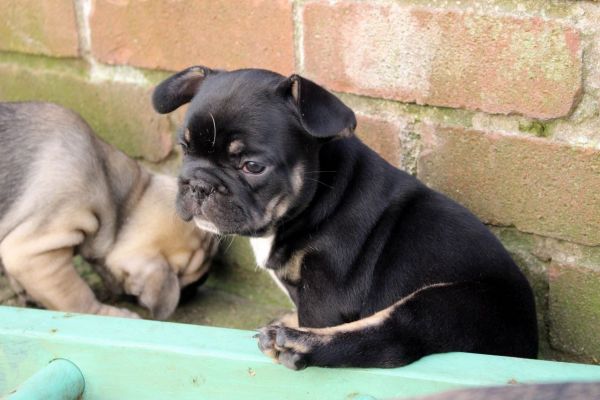 Ready Next Week!! 2 Beautiful Girls