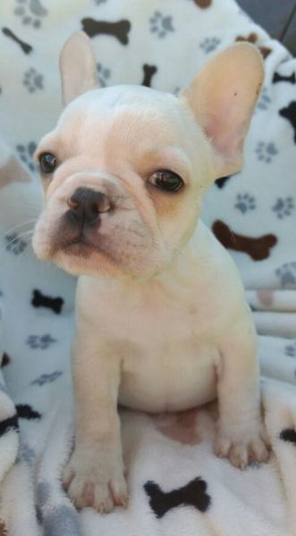 French Bulldog Fawn Nena Akc