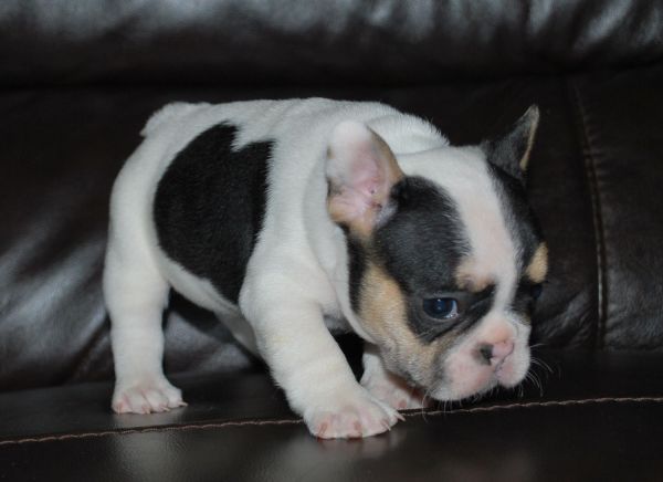 French bulldog puppies
