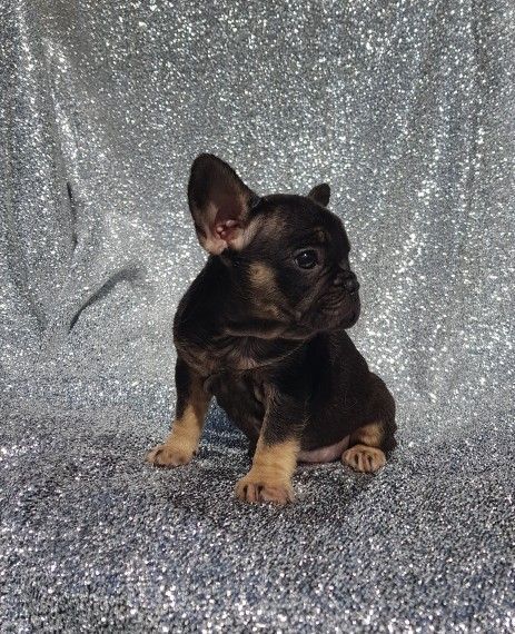 French Bulldog Puppies