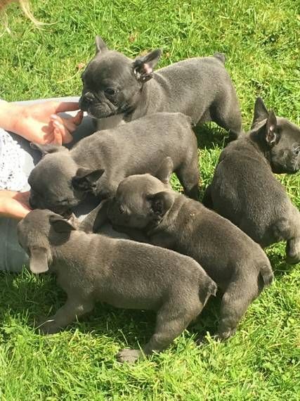 high quality french bulldog puppies available