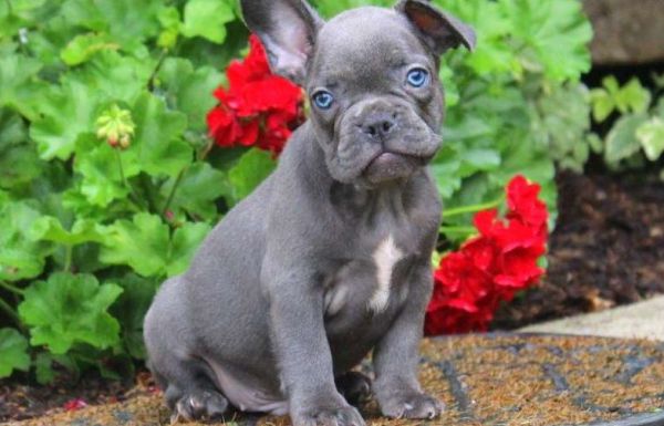 French Bulldog Puppy