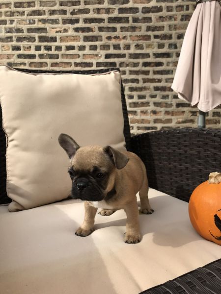 High quality French bulldog puppies for sale