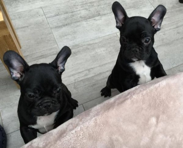 AWesome AKC french bulldog puppies.