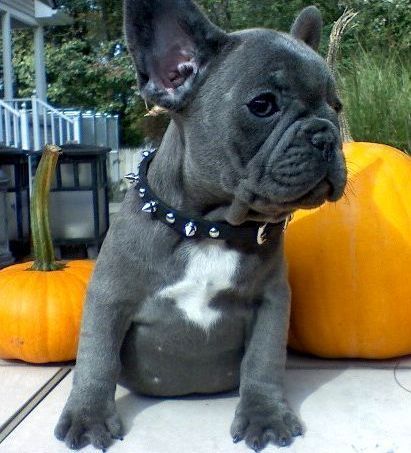 Blue French bulldog puppies available (***) ***-***7