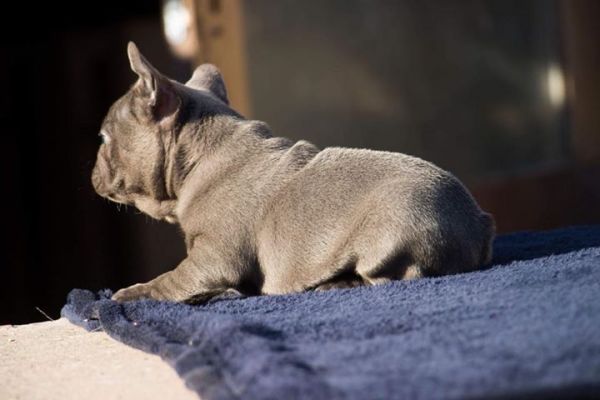 French Bulldog
