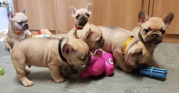 Beautiful AKC French Bulldog Puppies