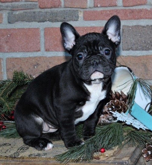 Show Quality French Bulldog Puppies