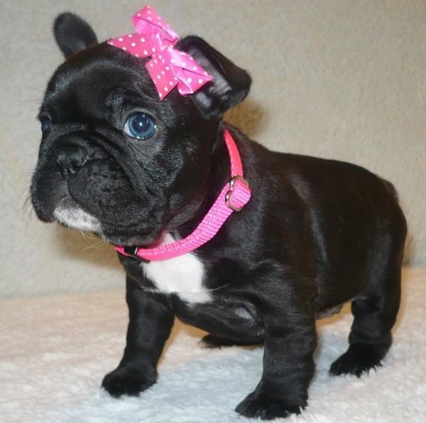 akc french bulldog puppies