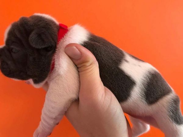 FRENCH BULLDOG PUPPIES