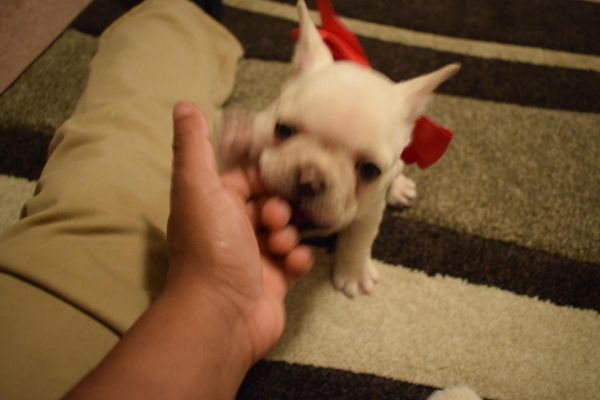 French Bulldog Puppies Available