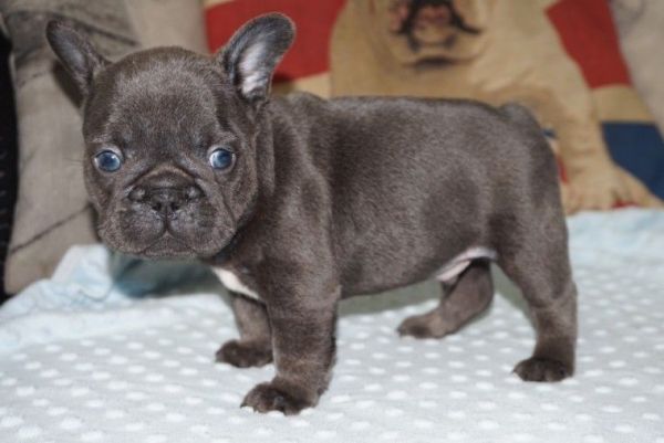 Amazing French Bulldog Puppies