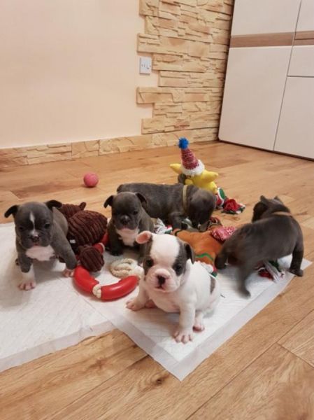 akc french bulldog puppies