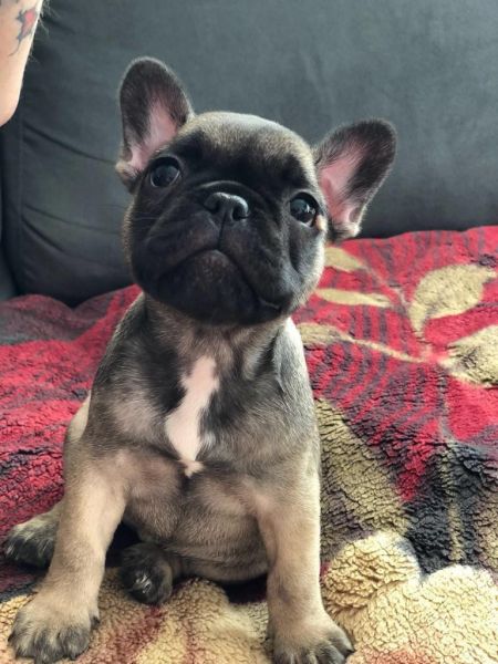 Stunning frenchie pups kc