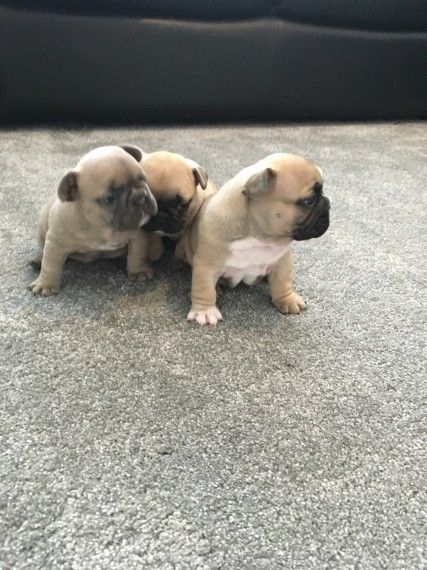 French Bulldog Puppies for sale
