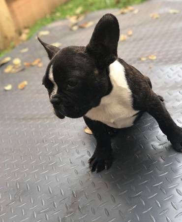 Nice French Bulldog Puppies for sale