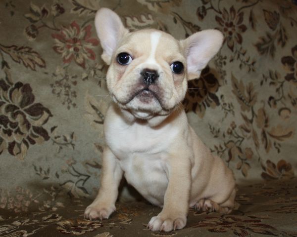 AKC Cream Frenchie Male Puppy