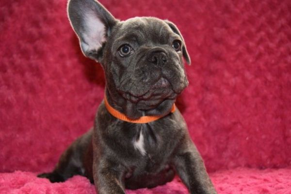 AKC quality French Bulldog Puppies
