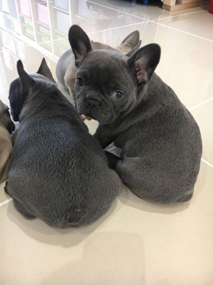 Blue Kc French Bulldogs