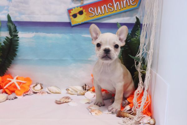 French Bulldog - Dior - Female (AKC)