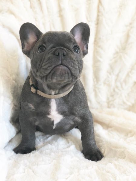 French Bulldog **reduced**