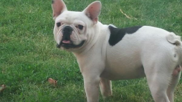 Male French Bulldog