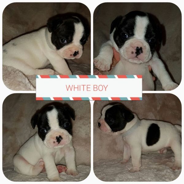 Blue girl and pied boy frenchies