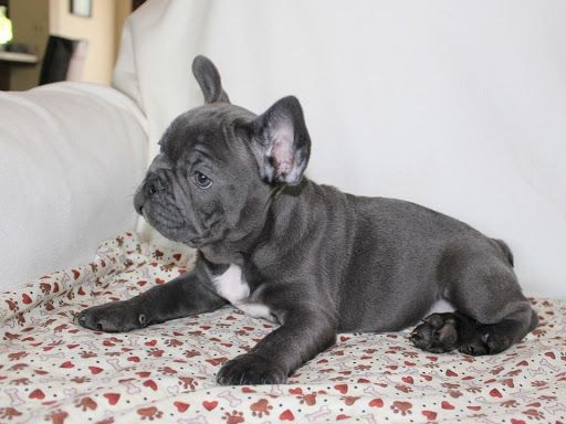 Playful Blue French Bulldog Pups .Text Us At *** ***-***6