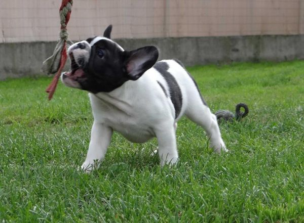 Quality French Bulldog Puppie