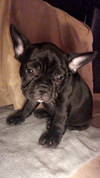 French Bulldog Puppies 1000$
