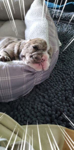 French bulldog's for sell Merle