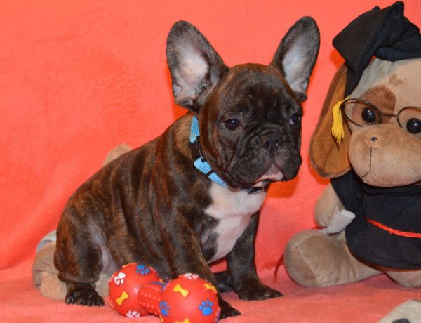 Beautifull Champion Bloodline French Bulldog - Colombo