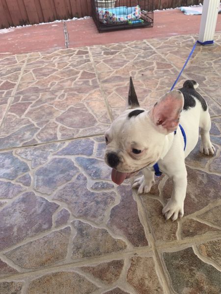 Male French Bulldog
