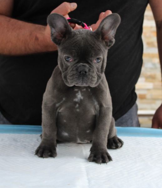 SUPERIOR QUALITY AKC EUROPEAN IMPORT FRENCHIES