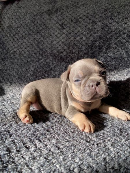 Charming French Bulldog puppies