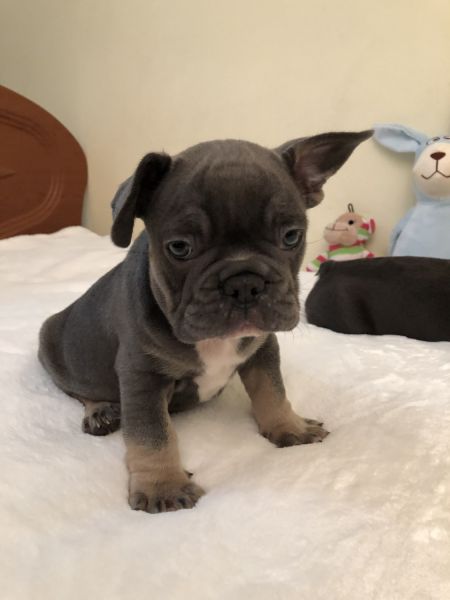 Blue Tan French Bulldog Puppy