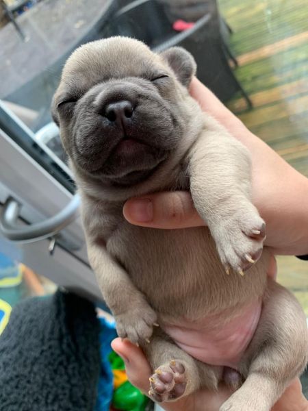 Super Cute French Bulldog Puppies available now.