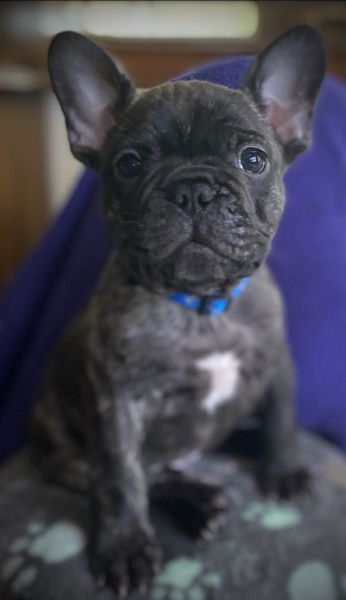 Whittle Nugget Frenchies