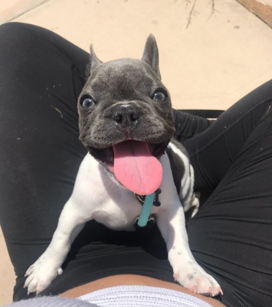 Healthy French Bulldog Puppy