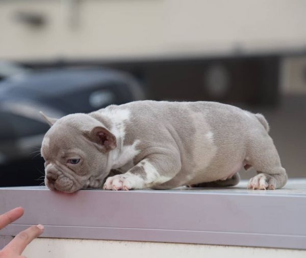 French bullies available