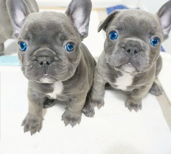 Male and female french bulldog puppies available for a new home
