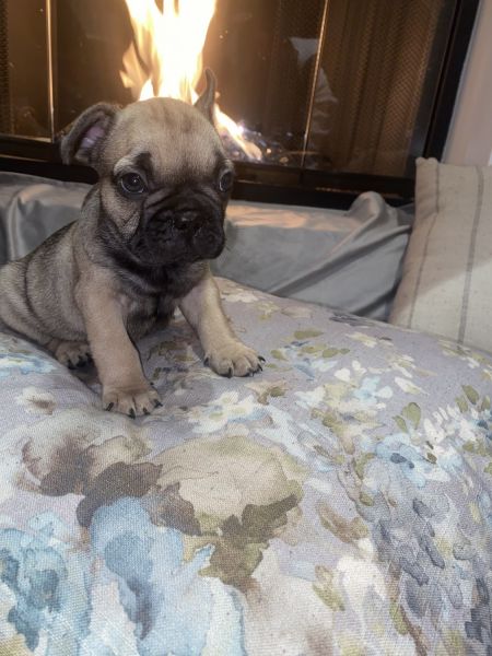 French bulldog puppies