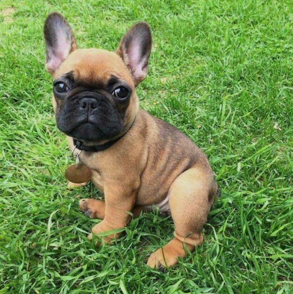 6 Stunning French Bulldog Brindle Puppies For Sale!