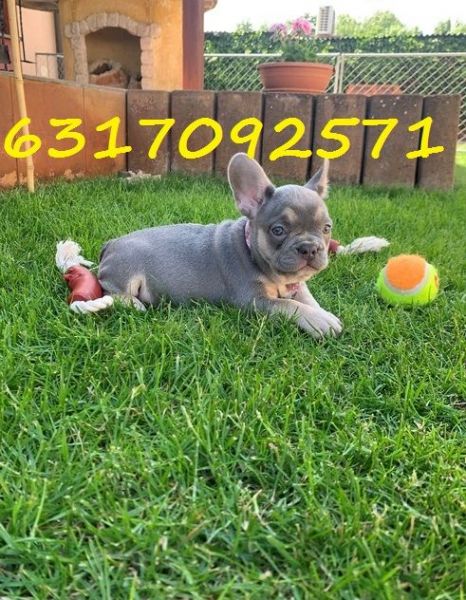 Fluffy x Frenchies ready to leave