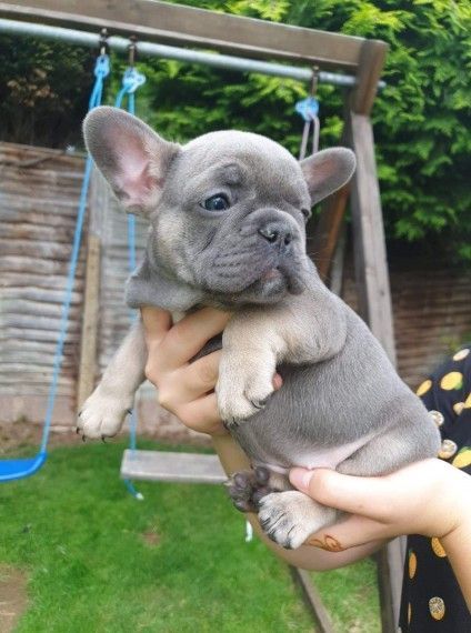 French bulldog puppies Available