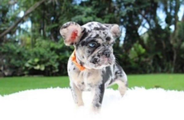 3 months old french bulldog