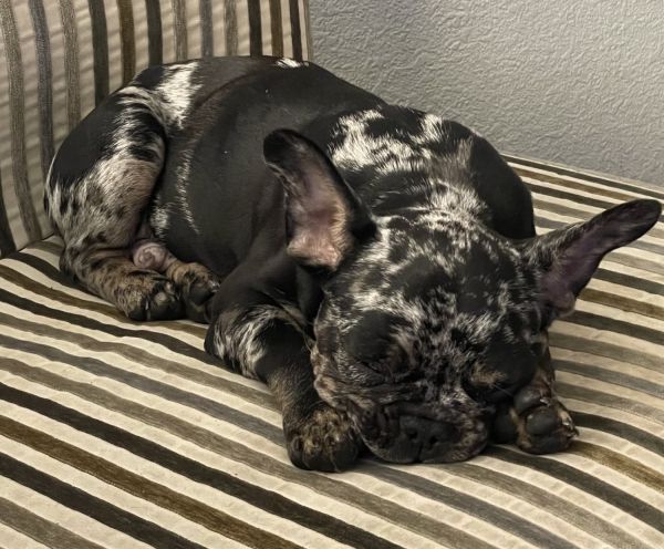 Black and Blue Merle Pup