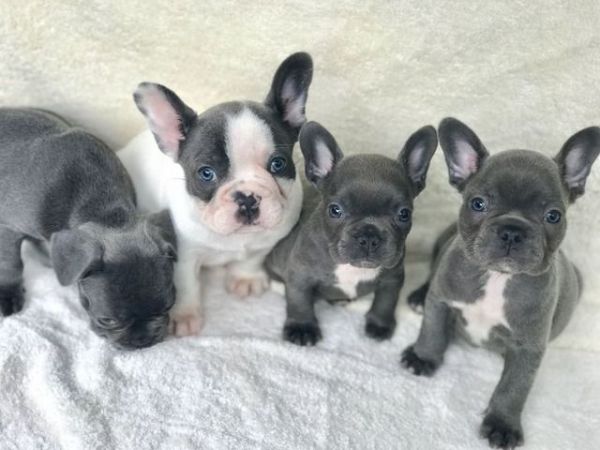 Blue French Bulldog Puppies Available