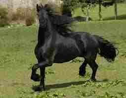 Friesian Horse Call Or Text (***) ***-***0